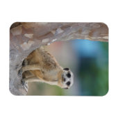 Cute Meerkat Sat on Tree Magneet (Horizontaal)