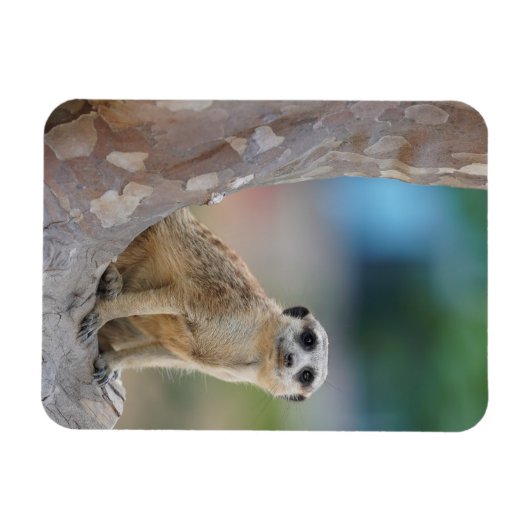 Cute Meerkat Sat on Tree Magneet (Horizontaal)