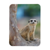 Cute Meerkat Sat on Tree Magneet (Verticaal)