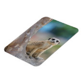 Cute Meerkat Sat on Tree Magneet (Linkerzijde)