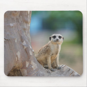 Cute Meerkat Sat on Tree Muismat