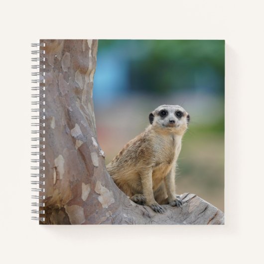 Cute Meerkat Sat on Tree Notitieboek (Voorkant)