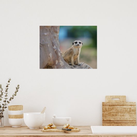 Cute Meerkat Sat on Tree Poster (Keuken)
