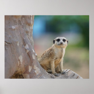 Cute Meerkat Sat on Tree Poster