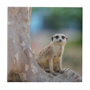 Cute Meerkat Sat on Tree Tegeltje