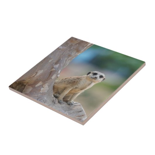 Cute Meerkat Sat on Tree Tegeltje (Zijkant)