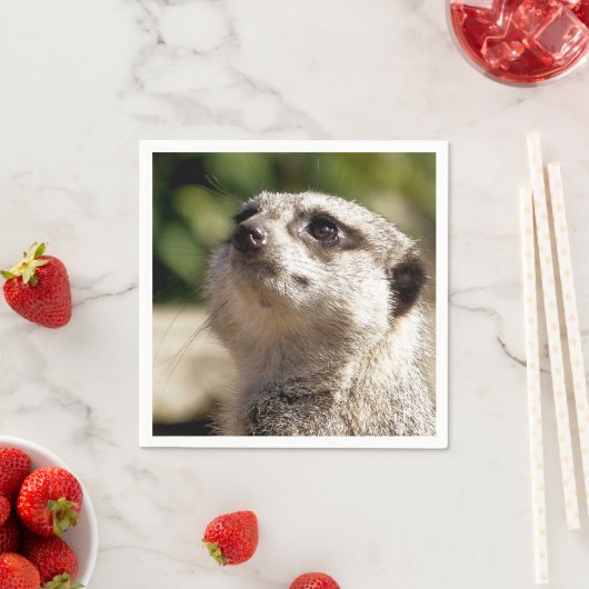 CUTE MEERKAT SERVET (Insitu)