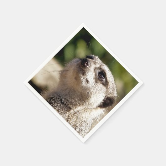 CUTE MEERKAT SERVET (Hoek)