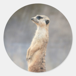 Cute Meerkat Sticker