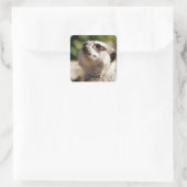 CUTE MEERKAT VIERKANTE STICKER (Tas)