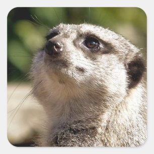 CUTE MEERKAT VIERKANTE STICKER