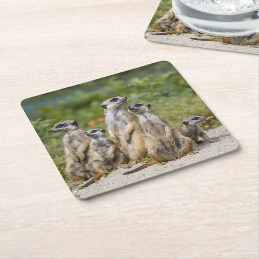 Cute Meerkats Kartonnen Onderzetters (Schuin)