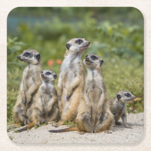 Cute Meerkats Kartonnen Onderzetters
