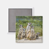 Cute Meerkats Magneet (Voorkant / Achterkant)