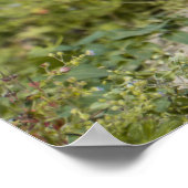 Cute Meerkats Poster (Hoek)