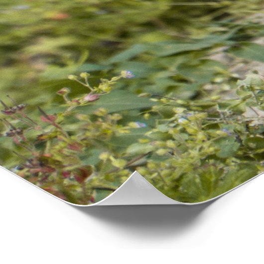 Cute Meerkats Poster (Hoek)