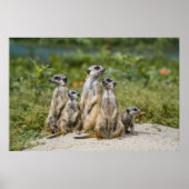 Cute Meerkats Poster (Voorkant)