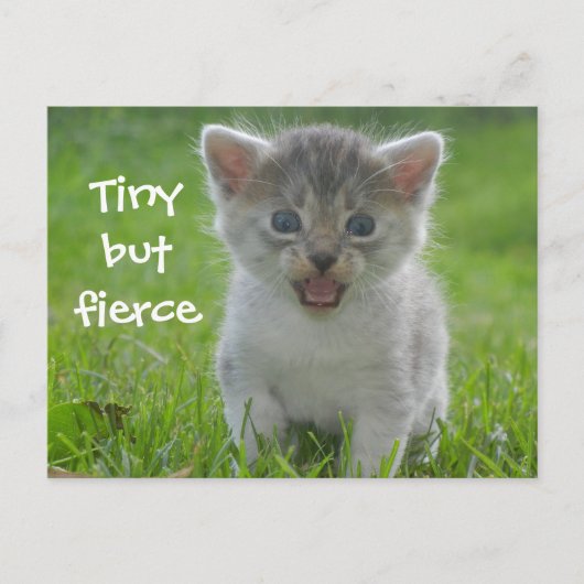 Cute Meow Kitten Tiny, maar Fierce Briefkaart (Voorkant)