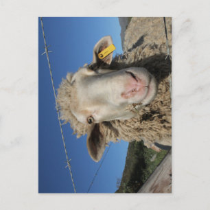 Cute Merino Sheep Head Animal Briefkaart