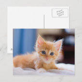 Cute met blauwe ogen briefkaart (Voorkant / Achterkant)