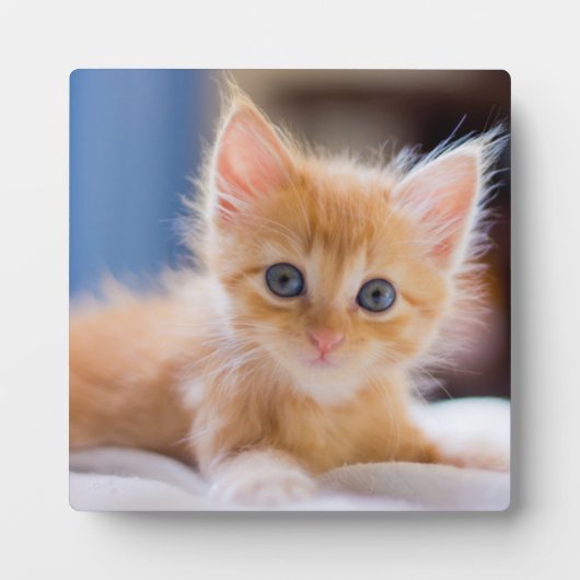 Cute met blauwe ogen fotoplaat (Voorkant)
