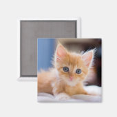 Cute met blauwe ogen magneet (Voorkant / Achterkant)