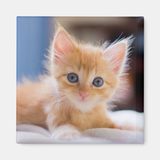 Cute met blauwe ogen magneet (Voorkant)