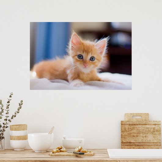 Cute met blauwe ogen poster (Keuken)