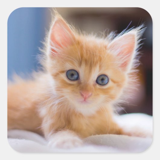 Cute met blauwe ogen vierkante sticker (Voorkant)