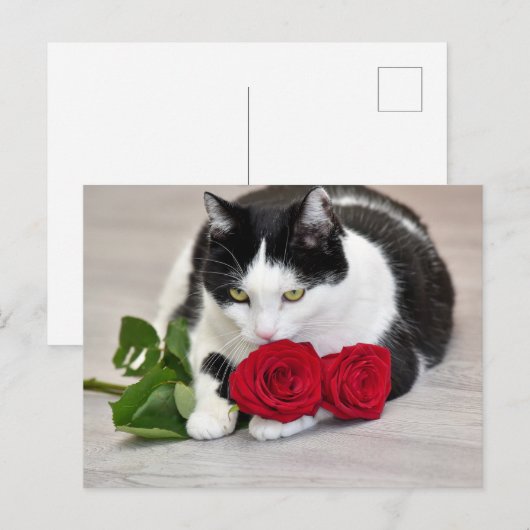 Cute met rode roos briefkaart (Voorkant / Achterkant)