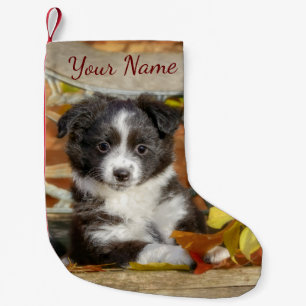 Cute Mini Aussie Shepherd Dog BiColor Puppy - Kleine Kerstsok