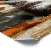 Cute Mini Aussie Shepherd Dog BiColor Puppy _ Poster (Hoek)