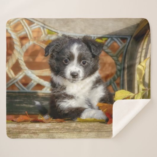 Cute Mini Aussie Shepherd Dog BiColor Puppy — Sherpa Deken (Voorkant (horizontaal))