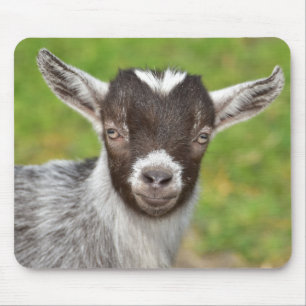 Cute Mini Dwarf Goat Kind Muismat