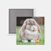 Cute Mini Holland Lop Bunny Rabbit Magneet (Voorkant / Achterkant)