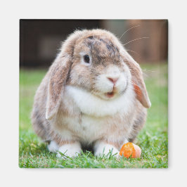 Cute Mini Holland Lop Bunny Rabbit Magneet
