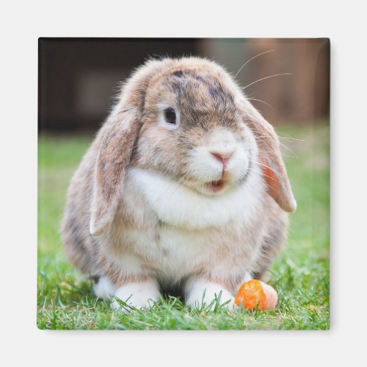 Cute Mini Holland Lop Bunny Rabbit Magneet (Voorkant)