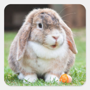 Cute Mini Holland Lop Bunny Rabbit Vierkante Sticker