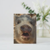 Cute Mini Pig Briefkaart (Staand voorkant)