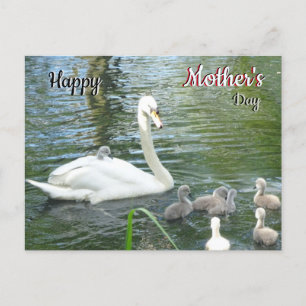 Cute Moeder Swan & Babies Moederdag Briefkaart