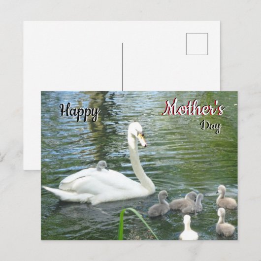 Cute Moeder Swan & Babies Moederdag Briefkaart (Voorkant / Achterkant)