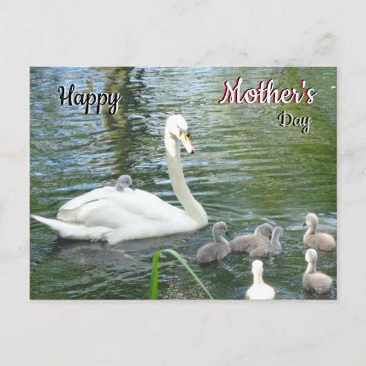 Cute Moeder Swan & Babies Moederdag Briefkaart (Voorkant)