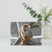 Cute Monkey Briefkaart (Staand voorkant)