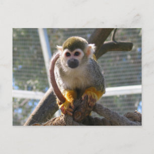 Cute Monkey Briefkaart