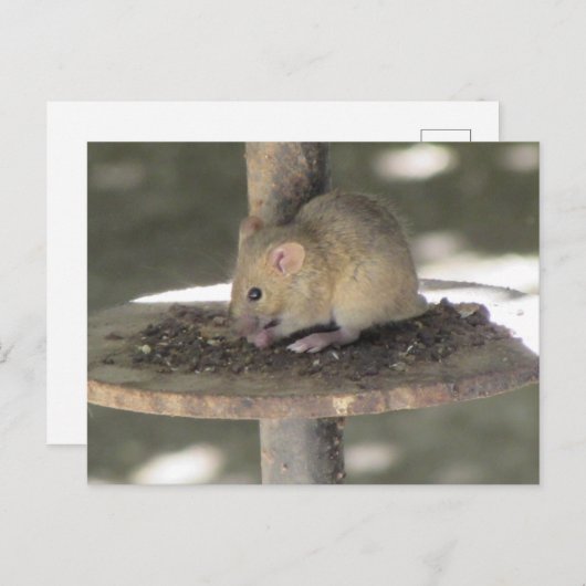 Cute Mouse die een maaltijd maakt Briefkaart (Voorkant / Achterkant)
