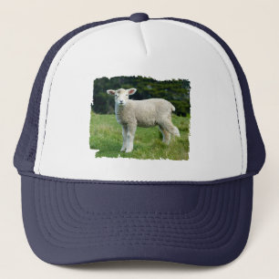 Cute Muddy Baby Sheep Lamb in a Meadow Trucker Pet