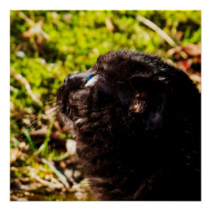 Cute Munchkin Cat die omhoog kijkt Poster