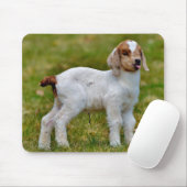 Cute newborn boer goat kid muismat (Met muis)