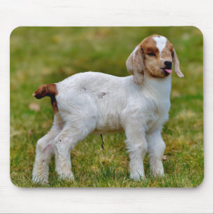 Cute newborn boer goat kid muismat