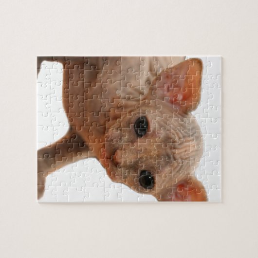 Cute newborn sphynx kitten legpuzzel (Horizontaal)